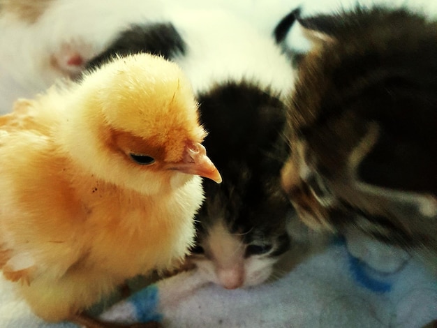 Photo close-up of young chicken and kittens at home