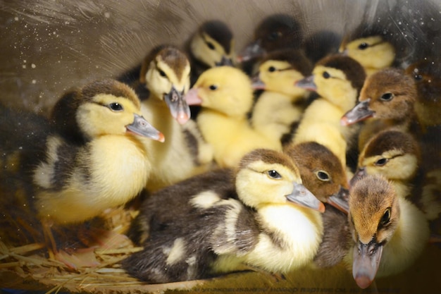 Photo close-up of young chickens