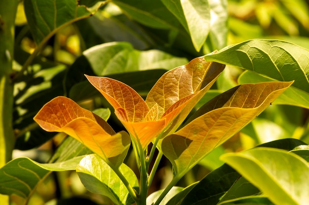 Close up of young colorful Avocado leaves Persea americana