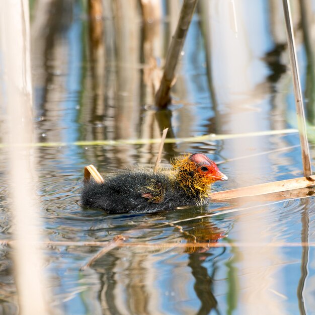 Close-up of young coot swimming in lake