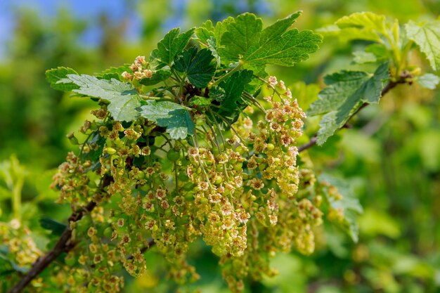 A close-up of a young currant branch on a large currant field.