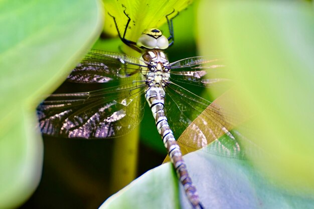 Photo close-up of young dragonfly