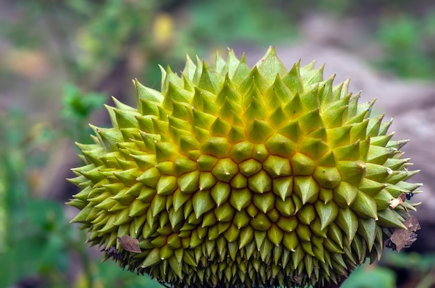 Close up di un giovane frutto durian (durio zibethinus)