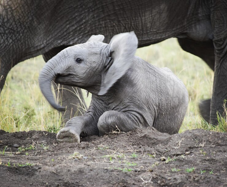 Photo close-up of a young elephant on field