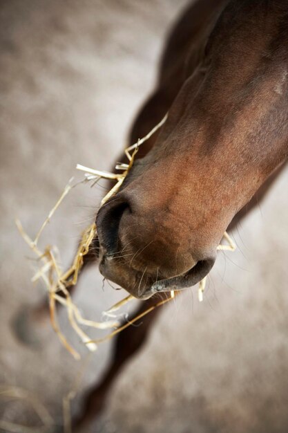 Close up of a young foal