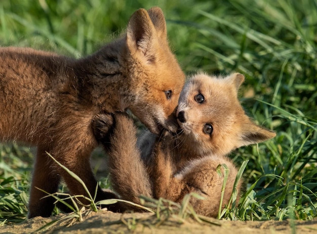 Photo close-up of young foxes on grassy field