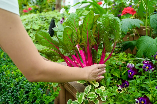 Close up Young gardener woman hands holding Beet Root in her farm