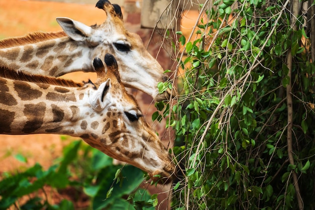 Foto chiuda in su della giovane giraffa che mangia le foglie