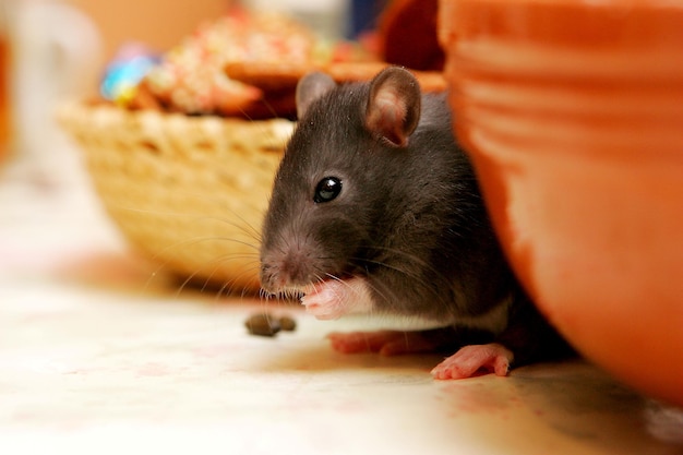 Close-up young gray rats (Rattus norvegicus) on kitchen table looking for food