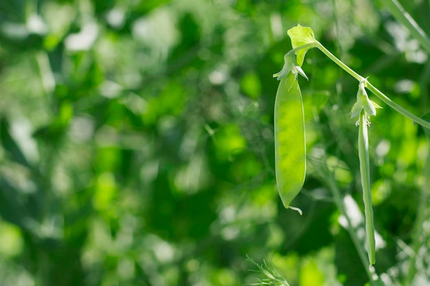 close up of young green peas plant in summer sunny garden