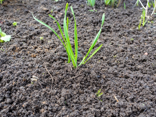 準備された地面に植えられた若い緑の植物のクローズアップ。土壌から雑草が取り除かれます