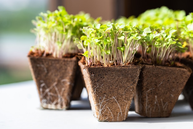 Close up of young green sprouts arugula with roots in biodegradable peat pot for seedling