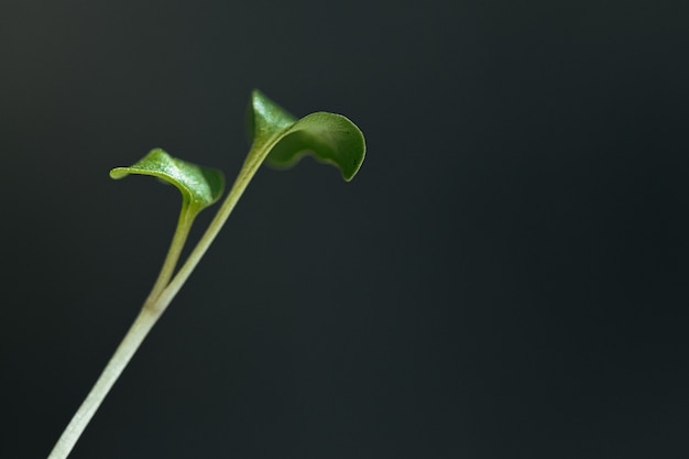 Photo close-up of young green sprouts of micro greens