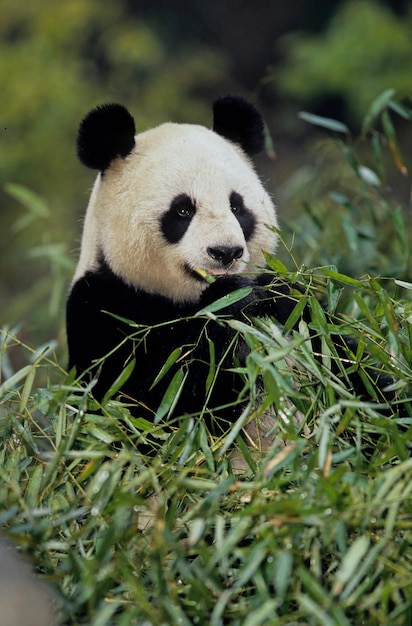 Photo close-up of a young man sitting on grass