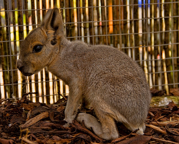 Foto close-up di una giovane mara nello zoo