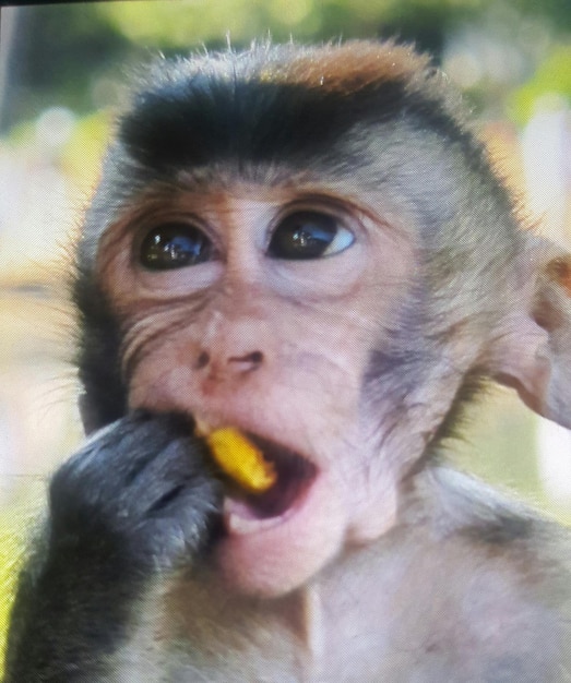 Foto close-up di una giovane scimmia che mangia cibo