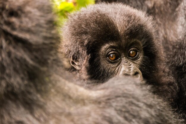 Close-up of young monkey with family