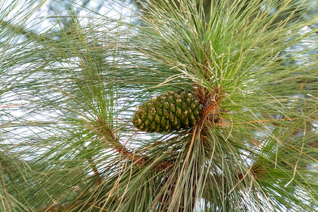 Close up of the young pine green tree with a green strobile on a branch. Concept of preserving coniferous woods. Nature and wildlife preservation. Plant life. Needles and a cone of a pine.