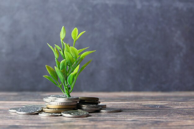 Close up of young plan growing through coins.