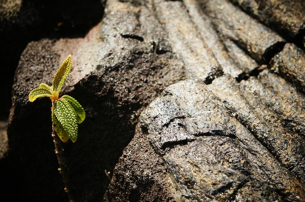 地上の若い植物のクローズアップ