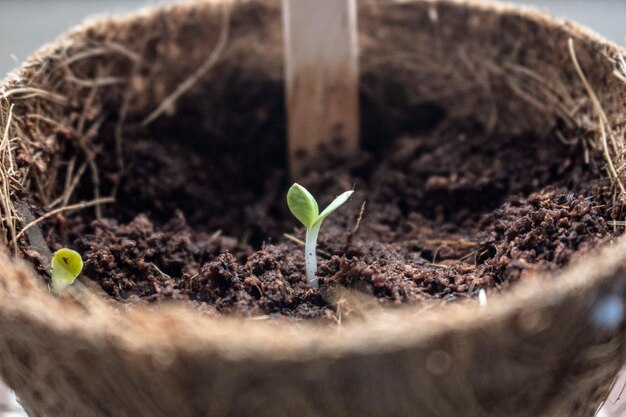 外で育つ若い植物のクローズアップ