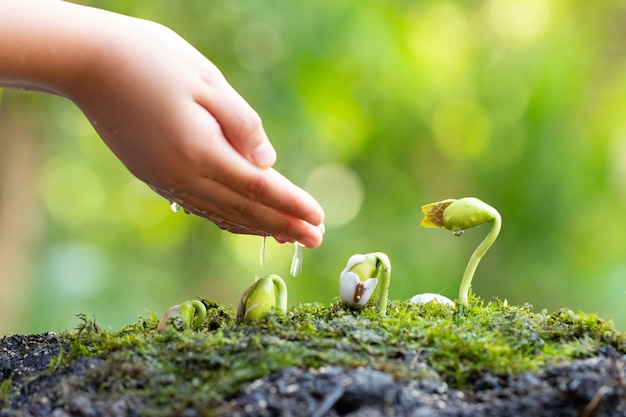 水と熱帯から発芽する若い植物のクローズアップ