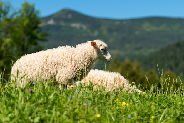 Заделывают молодых овец на лугу на ферме