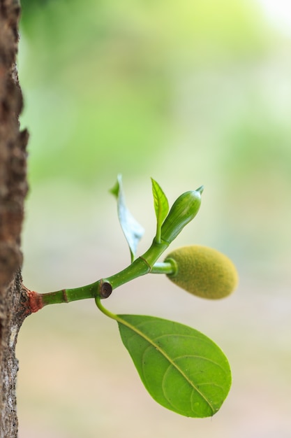 Foto chiuda sulla giovane piccola giaca verde sul ramo di albero e sul fondo della sfuocatura