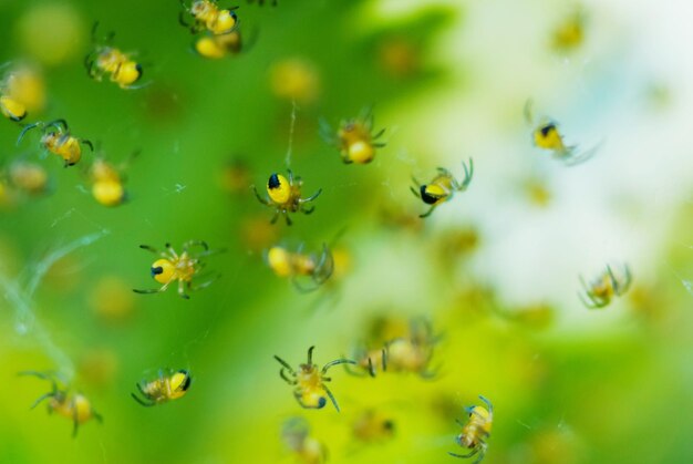 Close-up of young spiders on plant