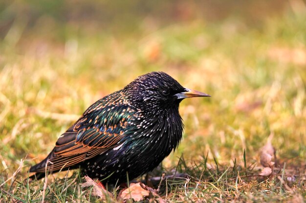 Close-up of young starling perching fluffy on grass in sunlight