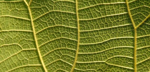 Close up of a young teak (Tectona grandis) leaf veins, for background, selected focus