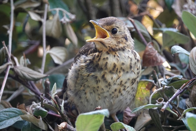 Photo close-up of a young thrush calling to its mother