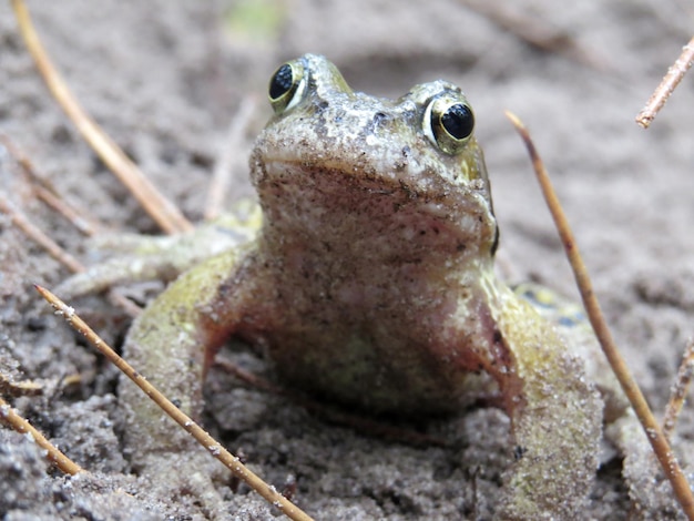 Photo close-up of young toad