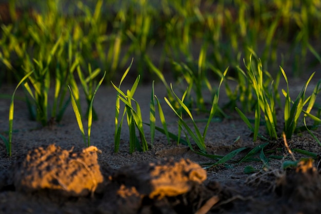 Close up young wheat seedlings growing in a field Green wheat growing in soil