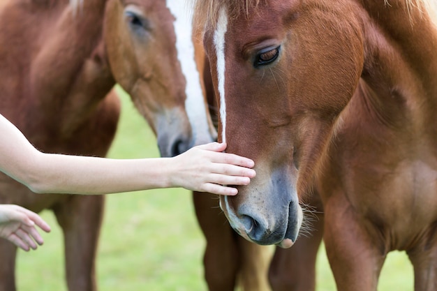 Close-up of young woman hand caressing beautiful chestnut horse head  Love to animal, care, tenderness, friendship, faithfulness and farming concept.