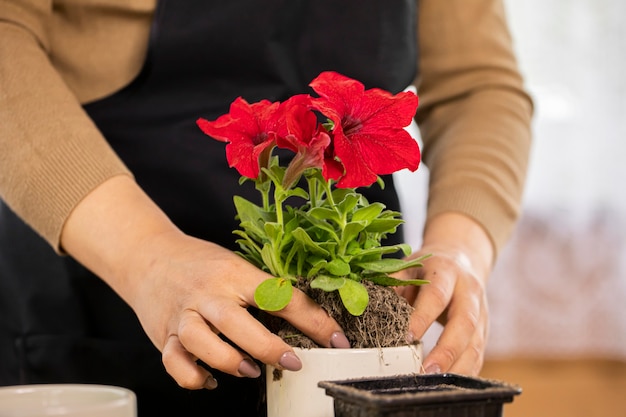 屋内の白い鍋にペチュニアの花を植える若い女性の手のクローズアップ