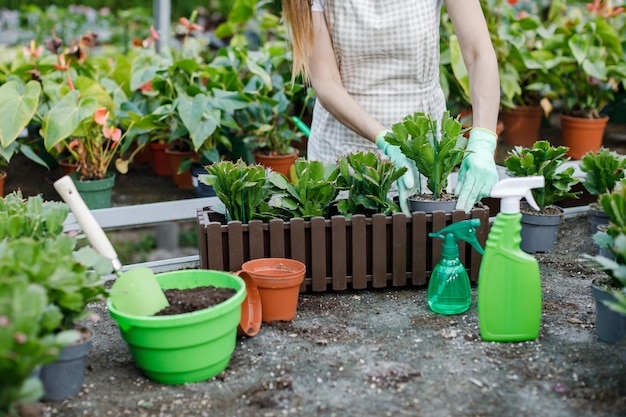 若い女性のクローズアップは植物を移植し、温室で植木鉢の世話をします