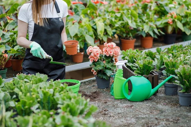 若い女性のクローズアップは植物を移植し、温室で植木鉢の世話をします