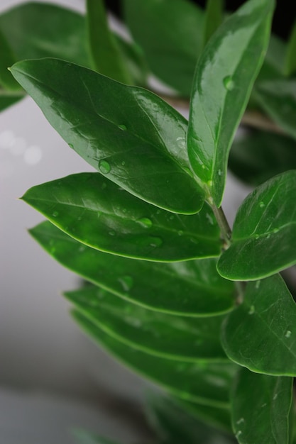 낮에 물방울이 있는 자미오쿨카스 식물 잎을 닫습니다.