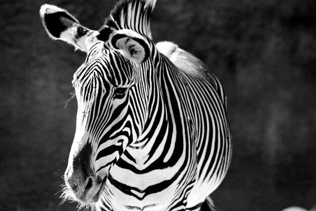 Foto prossimo piano di una zebra sul campo