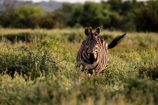 Photo close-up of zebra on field