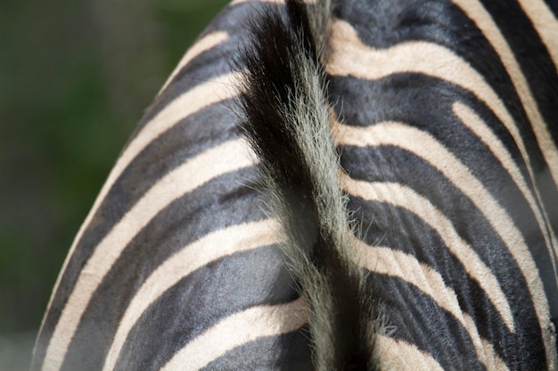 Foto prossimo piano della criniera della zebra