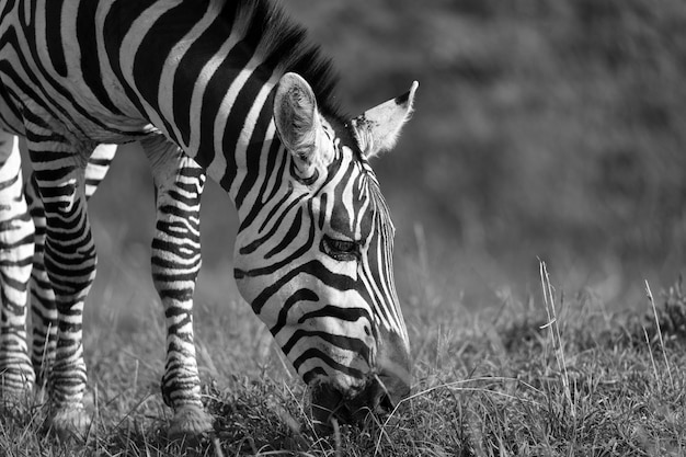 Primo piano di una zebra in un parco nazionale