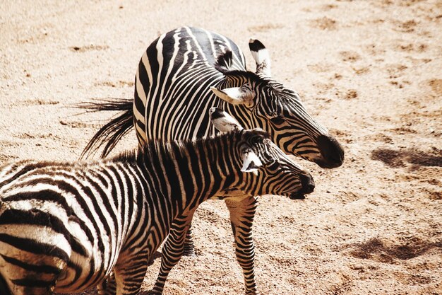 Foto prossimo piano di una zebra in piedi