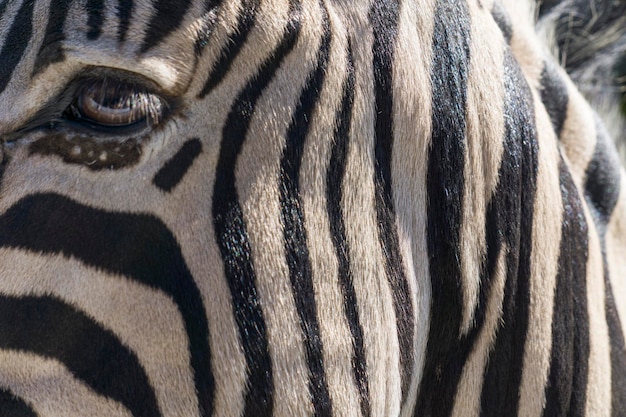 Close up of a zebra with black and white stripes