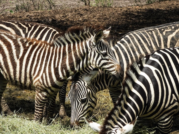 Photo close-up of zebra