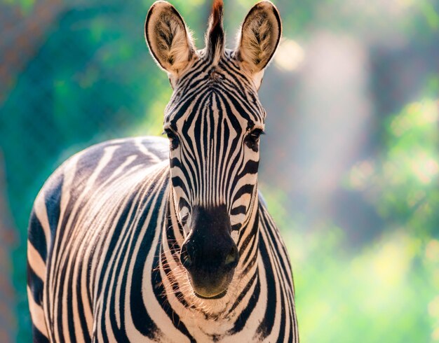 Close-up of a zebra