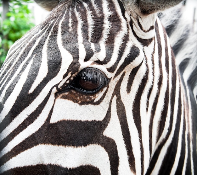 Foto prossimo piano di una zebra