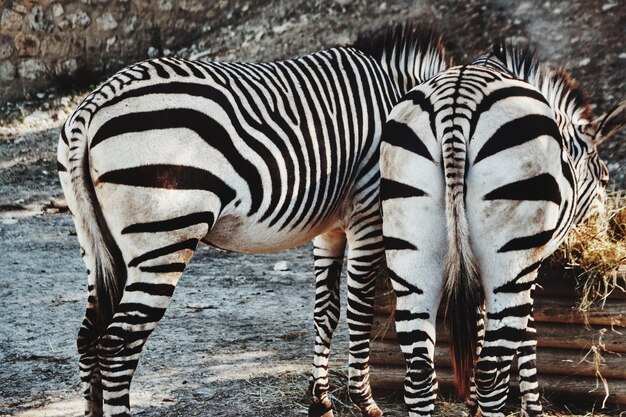 Foto prossimo piano di una zebra