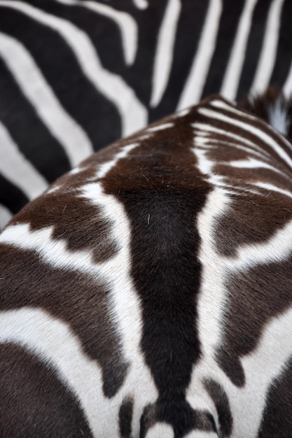 Photo close-up of zebra